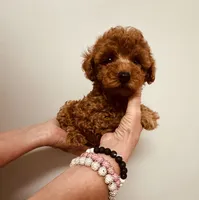 AKC REG IMPORT RED, a male Poodle - Toy  for sale in Okmulgee, OK – 2 of 8