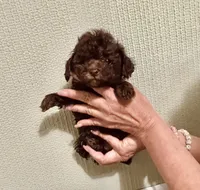 AKC CHOCOLATE , a male Poodle - Toy  for sale in Okmulgee, OK – 3 of 6