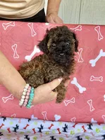 AKC AGOUTI COLOR FEMALE , a female Poodle - Toy  for sale in Okmulgee, OK – 2 of 5