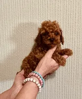 AKC PRETTY BOY , a male Poodle - Toy  for sale in Okmulgee, OK – 2 of 6