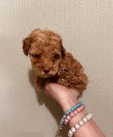 AKC LITTLE RED , a male Poodle - Toy  for sale in Okmulgee, OK – 1 of 7