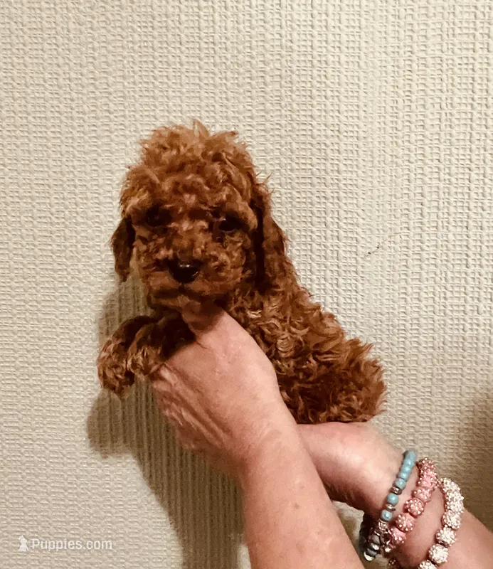 AKC PRETTY BOY  – Poodle - Toy  puppy for sale in Okmulgee, OK