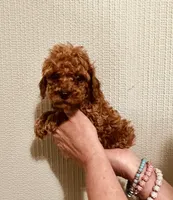 AKC PRETTY BOY , a male Poodle - Toy  for sale in Okmulgee, OK – 1 of 6