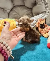 AKC Chocolate boy, a male Yorkshire Terrier for sale in Okmulgee, OK – 2 of 7