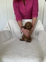 AKC red female 2 , a female Poodle - Toy  for sale in Okmulgee, OK – 5 of 8
