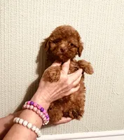 AKC Red Reba pending, a female Poodle - Toy  for sale in Okmulgee, OK – 6 of 9