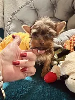 AKC Chocolate boy, a male Yorkshire Terrier for sale in Okmulgee, OK – 4 of 7