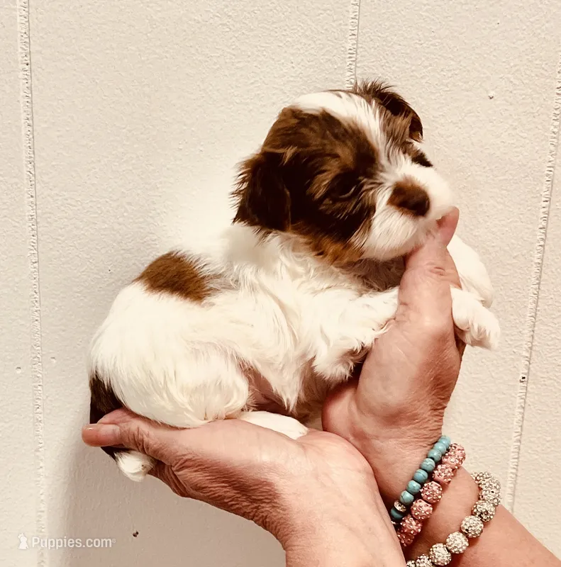 Parti boy  – Yorkshire Terrier puppy for sale in Okmulgee, OK