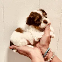 Parti boy , a male Yorkshire Terrier for sale in Okmulgee, OK – 1 of 5