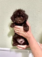 AKC STUNNING CHOCOLATE , a male Poodle - Toy  for sale in Okmulgee, OK – 4 of 7