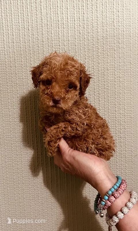AKC TINY RED BOY  – Poodle - Toy  puppy for sale in Okmulgee, OK