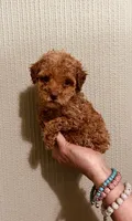 AKC TINY RED BOY , a male Poodle - Toy  for sale in Okmulgee, OK – 1 of 7