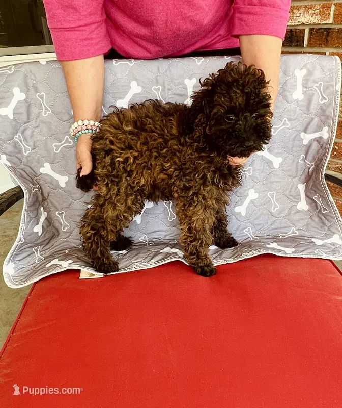 AKC AGOUTI COLOR FEMALE  – Poodle - Toy  puppy for sale in Okmulgee, OK
