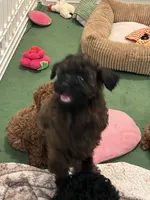 AKC AGOUTI COLOR FEMALE , a female Poodle - Toy  for sale in Okmulgee, OK – 1 of 5