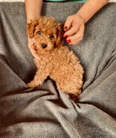 AKC RED South Korea bloodline , a male Poodle - Toy  for sale in Okmulgee, OK – 4 of 4