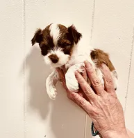 Parti boy , a male Yorkshire Terrier for sale in Okmulgee, OK – 2 of 5