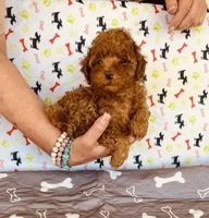 AKC JACKS, a male Poodle - Toy  for sale in Okmulgee, OK – Photo 1 of 5
