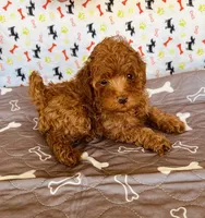 AKC JACKS, a male Poodle - Toy  for sale in Okmulgee, OK – Photo 3 of 5