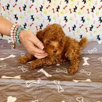 AKC JACKS, a male Poodle - Toy  for sale in Okmulgee, OK – Photo 2 of 5