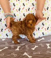 AKC JACKS, a male Poodle - Toy  for sale in Okmulgee, OK – Photo 5 of 5