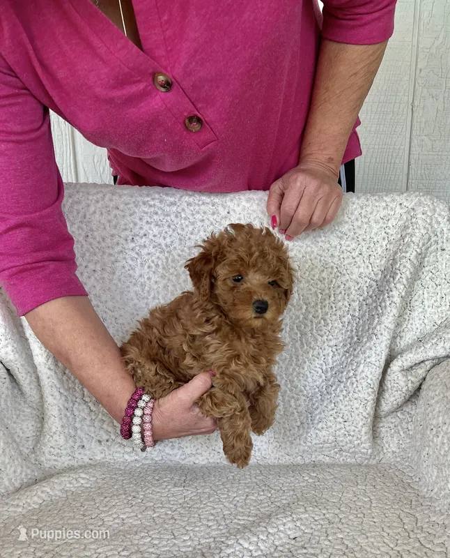 AKC red female 2 , a female Poodle - Toy  for sale in Okmulgee, OK – 1 of 8