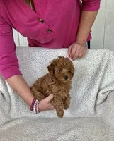 AKC red female 2 , a female Poodle - Toy  for sale in Okmulgee, OK – 1 of 8