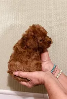 AKC IMPORT BLOODLINE , a male Poodle - Toy  for sale in Okmulgee, OK – 4 of 5