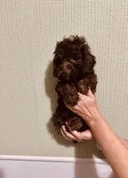 AKC Chocolate Female , a female Poodle - Toy  for sale in Okmulgee, OK – 1 of 6
