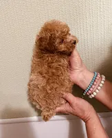 AKC RED TINY, a male Poodle - Toy  for sale in Okmulgee, OK – 5 of 5