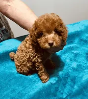 AKC RED BOY , a male Poodle - Toy  for sale in Okmulgee, OK – 2 of 10
