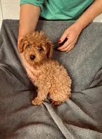 AKC RED South Korea bloodline , a male Poodle - Toy  for sale in Okmulgee, OK – 3 of 4