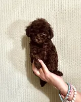 AKC CHOCOLATE , a male Poodle - Toy  for sale in Okmulgee, OK – 2 of 6