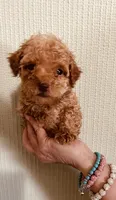AKC TINY RED BOY , a male Poodle - Toy  for sale in Okmulgee, OK – 4 of 7