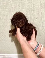 AKC CHOCOLATE DREAMS , a male Poodle - Toy  for sale in Okmulgee, OK – 3 of 5