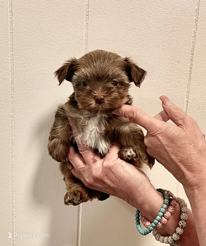 AKC Little Chocolate tri  – Yorkshire Terrier puppy for sale in Okmulgee, OK