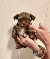 AKC Little Chocolate tri , a male Yorkshire Terrier for sale in Okmulgee, OK – 1 of 5
