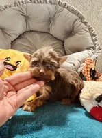 AKC Chocolate boy, a male Yorkshire Terrier for sale in Okmulgee, OK – 5 of 7