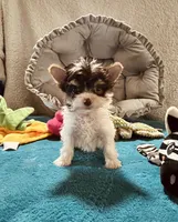AKC Chocolate Parti , a female Yorkshire Terrier for sale in Okmulgee, OK – 2 of 5