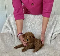 AKC red female 2 , a female Poodle - Toy  for sale in Okmulgee, OK – 2 of 8