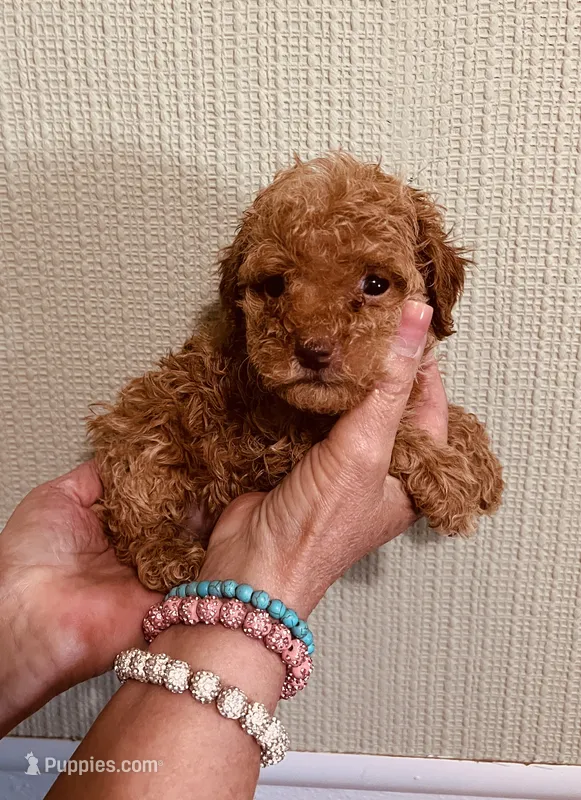 AKC LITTLE RED  – Poodle - Toy  puppy for sale in Okmulgee, OK