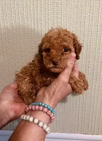 AKC LITTLE RED , a male Poodle - Toy  for sale in Okmulgee, OK – 5 of 7