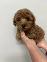 AKC REG IMPORT RED, a male Poodle - Toy  for sale in Okmulgee, OK – 5 of 8