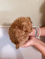 AKC TINY RED BOY , a male Poodle - Toy  for sale in Okmulgee, OK – 5 of 7