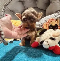 AKC Chocolate boy, a male Yorkshire Terrier for sale in Okmulgee, OK – 1 of 7