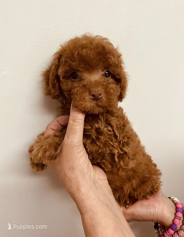 AKC RED BOY  – Poodle - Toy  puppy for sale in Okmulgee, OK