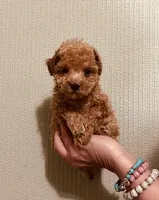 AKC RED TINY, a male Poodle - Toy  for sale in Okmulgee, OK – 2 of 5