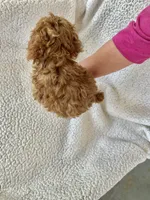 AKC Red Female 1 , a female Poodle - Toy  for sale in Okmulgee, OK – 4 of 6