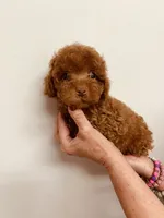 AKC RED ROSE , a female Poodle - Toy  for sale in Okmulgee, OK – 6 of 6