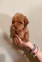AKC TINY RED BOY , a male Poodle - Toy  for sale in Okmulgee, OK – 2 of 7