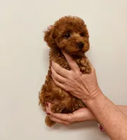 AKC RED ROSE , a female Poodle - Toy  for sale in Okmulgee, OK – 5 of 6